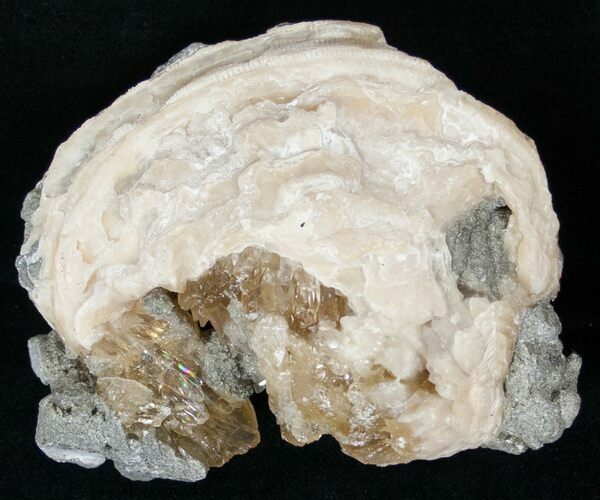 Clam Fossil with Golden Calcite Crystals - #14718